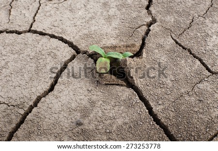 Sprout fighting for life with natural forces in dried cracked mud