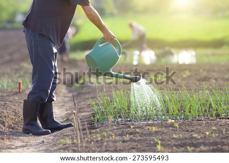 Farmer watering onion garden with green plastic water can