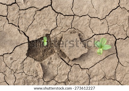Sprouts fighting for life with natural forces in dried cracked mud