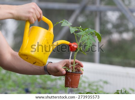 Close up of man\'s hand watering plants in greenhouse