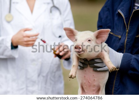 Afraid piglet of workers hands waiting for vaccination