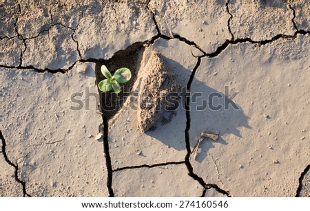 Sprout fighting for life with natural forces in dried cracked mud