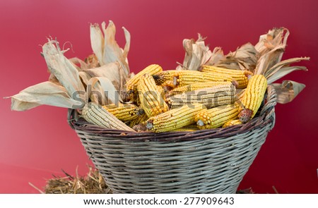 Knitted basket full of corn cobs with husks on red wall