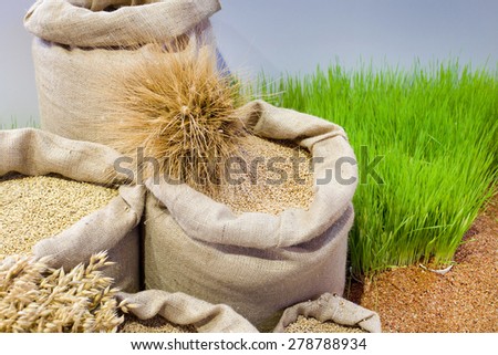 Agricultural product assortment, cereals in sacks on wheat field