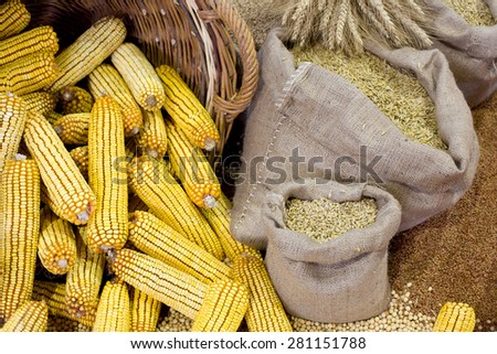 Agricultural product assortment, corn cob in basket, cereals in sacks