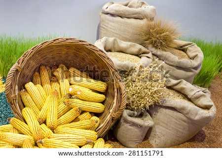 Agricultural product assortment, corn cob in basket, cereals in sacks and growing wheat in background