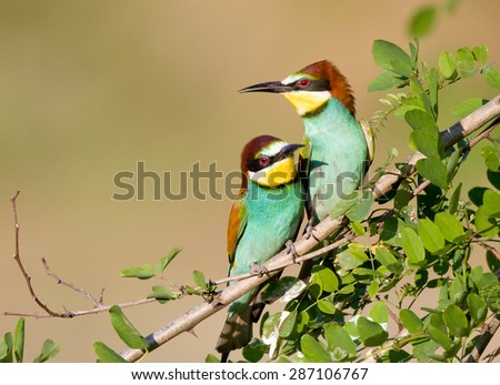Male bird bee-eater courting to female bird