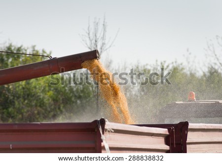 Close up of corn harvesting by combine harvester