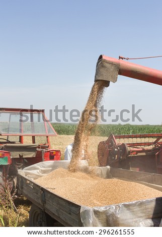 Close up of wheat harvesting, combine harvester throwing grains into tractor trailer