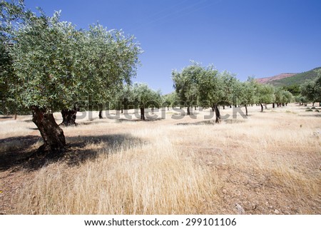 Olive groves at hilly area on Thassos, Greece