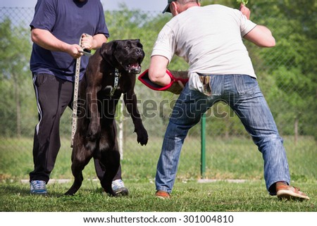 Dog training class, Cane Corso breed. Dog preparing to attack the sleeve of trainer