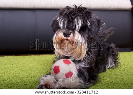 Cute Miniature Schnauzer lying on carpet with ball and inviting for a play