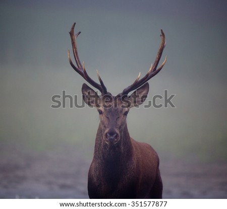 Portrait of young red deer with antlers on foggy morning. Looking at camera