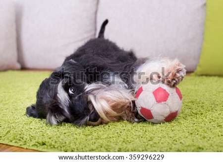 Cute Miniature Schnauzer lying on green carpet with ball and inviting to play