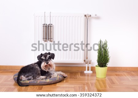 Good indoor climate concept. Dog lying on the pillow in front of radiator with water containers for steam