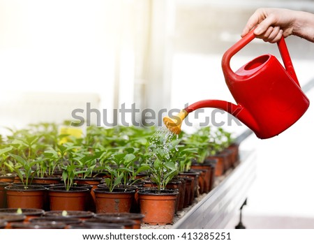 Human hand holding watering can and watering young sprouts in flower pots