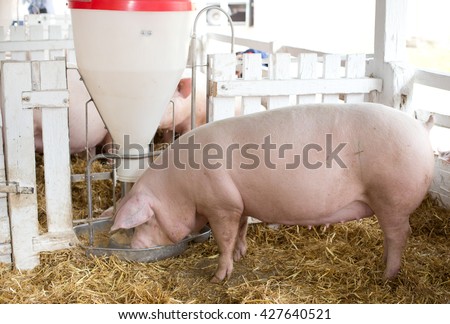 Group of large white swine (Yorkshire pigs) eating from plastic hog feeder on ranch