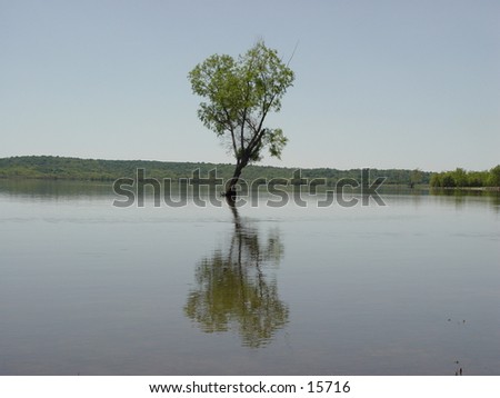 A tree and reflection in a flooded lake