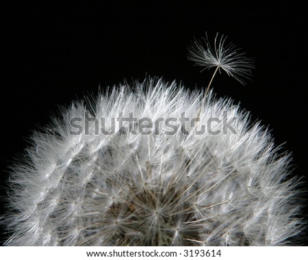 dandelion growth