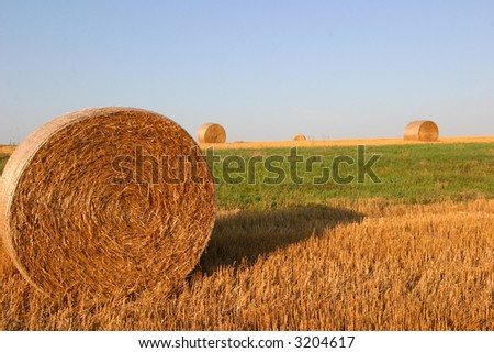 A versatile image that could be used in a wide range of applications, from rural life to tranquility to agriculture productivity among many others.