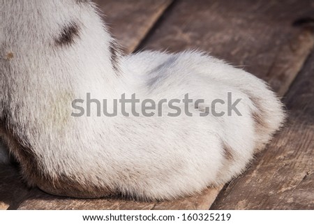 White Tiger paw