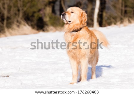 Watching Golden Retriever in winter on snow