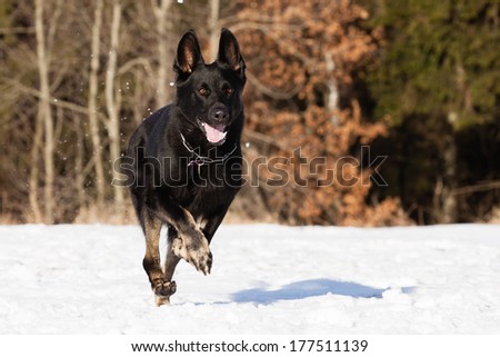 Black German shepherd in winter