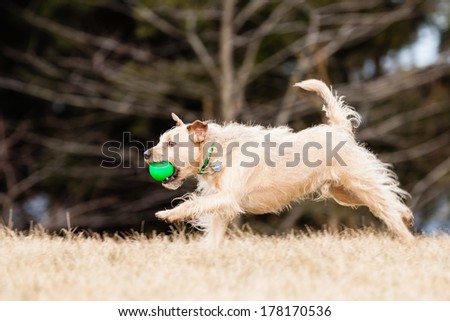 Running Mutt of border terrier with ball