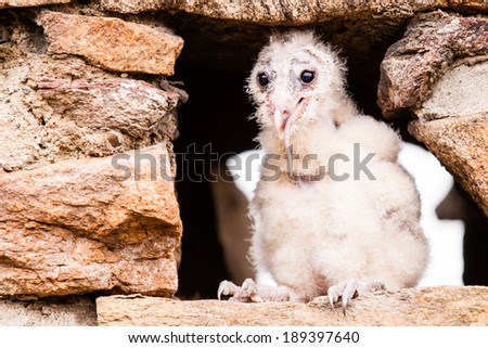 Barn Owl young bird eating little mouse