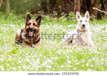 German shepherd dog with White Swiss Shepherd on daisy