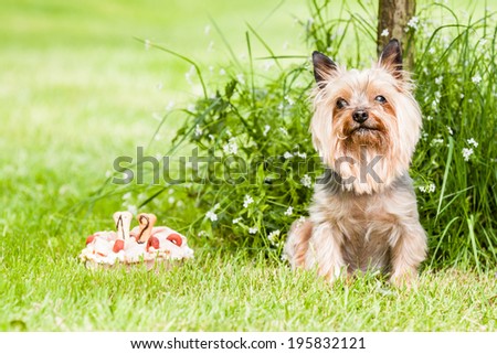 Yorkshire terrier dog with cake on hist birth days