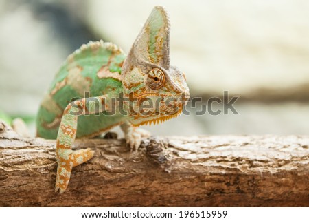 A veiled chameleon lizard standing on branch