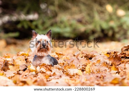 Yorkshire Dog on the autumn leaves