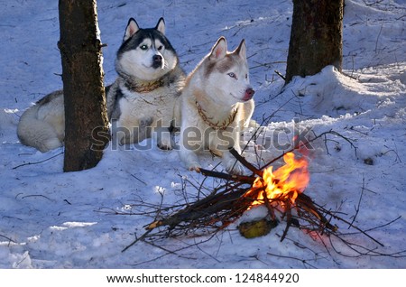 Siberian husky sitting in the snow near a burning fire