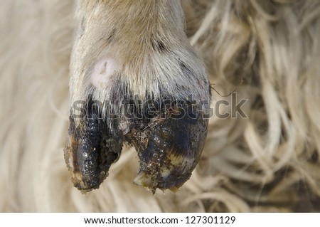 Close up of an injured sheep hoof on a woolen background