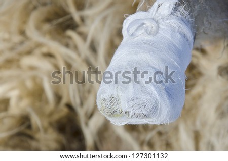 Close up of an bandaged sheep hoof on a woolen background