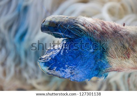 Wounded sheep hoof in blue colored disinfectant