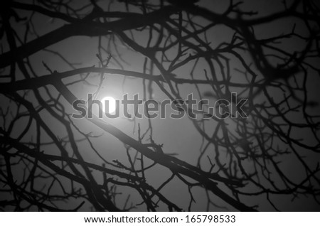 mystery night background with moon saw among branches