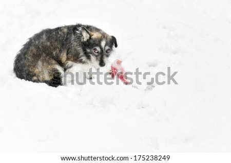 stray dog sitting in the snow guarding a bone