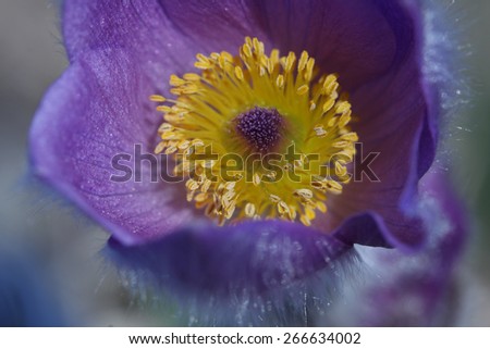 Close-up spring flower Pasqueflower- Pulsatilla grandis, detail of flower, carpel and stamen with pollen