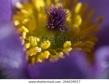 Close-up spring flower Pasqueflower- Pulsatilla grandis, detail of flower, carpel and stamen with pollen