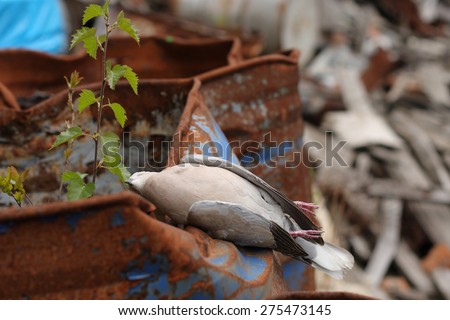 Dead bird collared dove lying on a barrel of  toxic chemical waste.