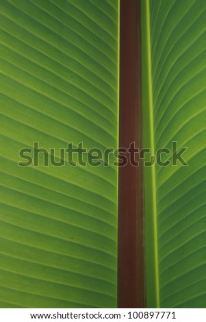 Banana tree leaf with back-light