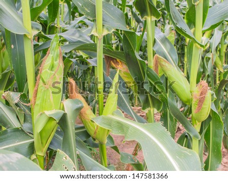growth corn farm, growth corn field