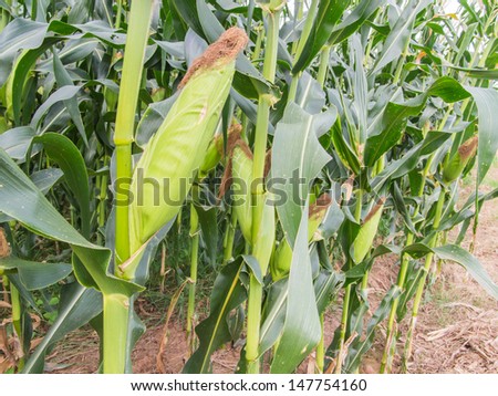 corn in the fields, corn farm