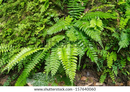 Fern plants in tropical forest, North of thailand