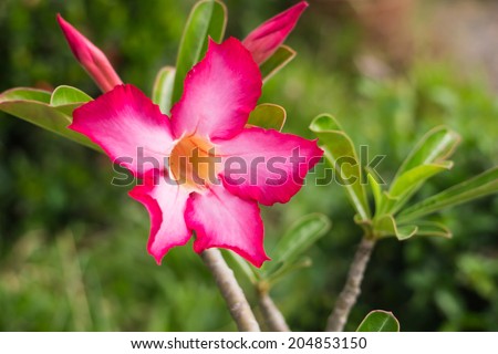 beautiful pink azalea flower, desert rose