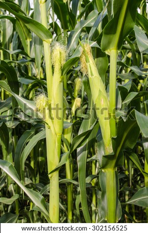 corn in farm, corn field,  corn farm