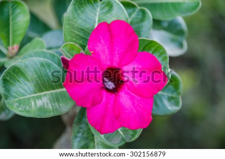 Pink Azalea Flower, Pink Desert Rose Flower, Impala Lily