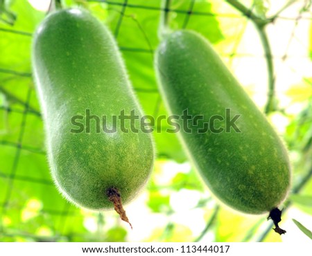 tree melon
